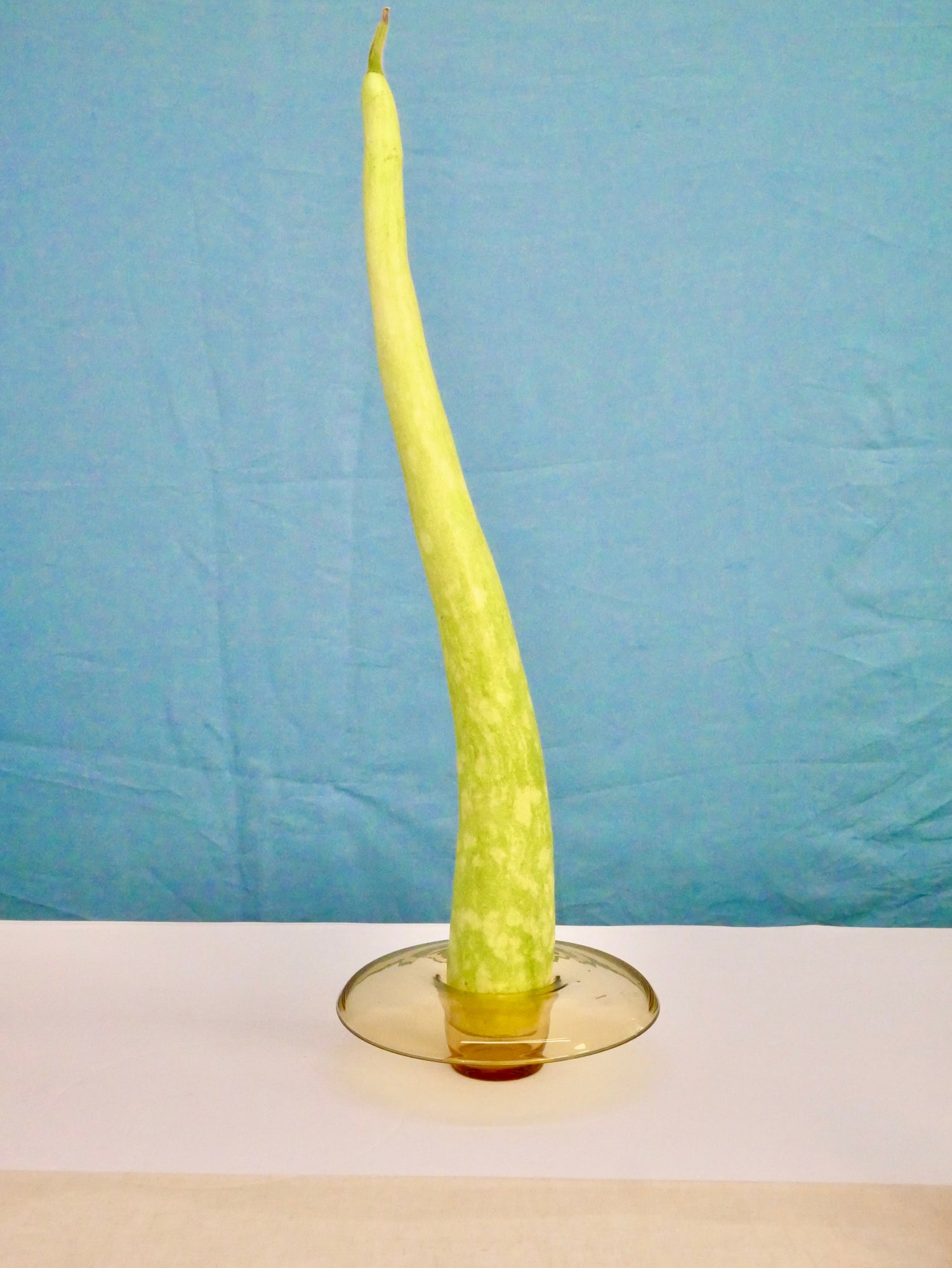 Fruit Unleashed